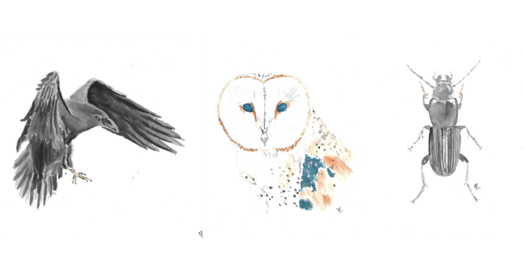 Watercolor paintings of crow, owl, beetle