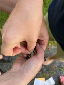 One hand gently attaching a small sticker to the underside of a butterfly being held by another person's hand. 