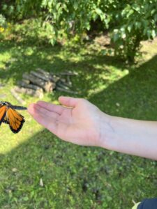 Monarch butterfly being released from a person's hand. 