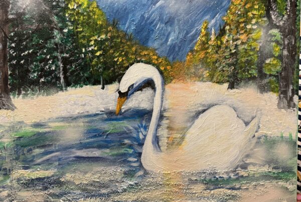 White swan on water set in winter.