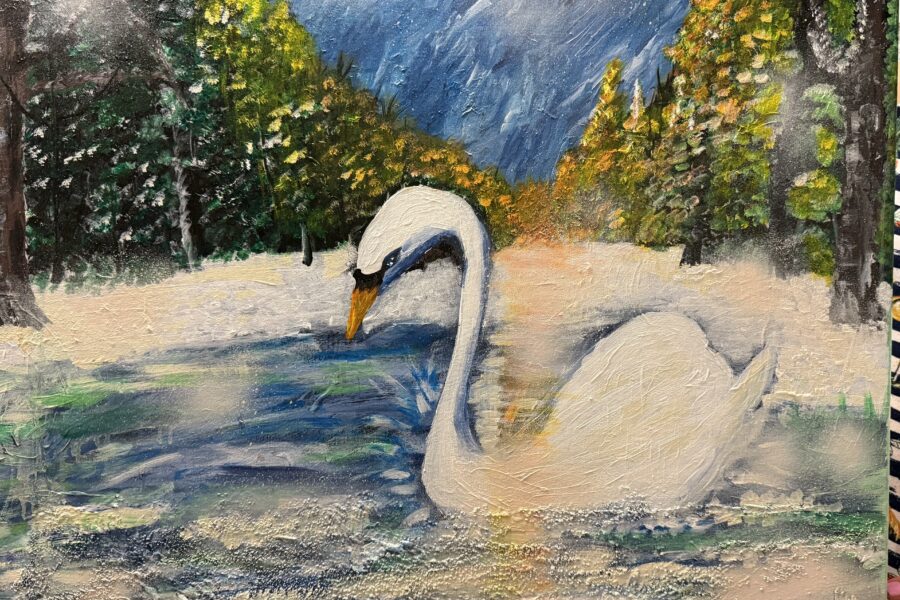 White swan on water set in winter.