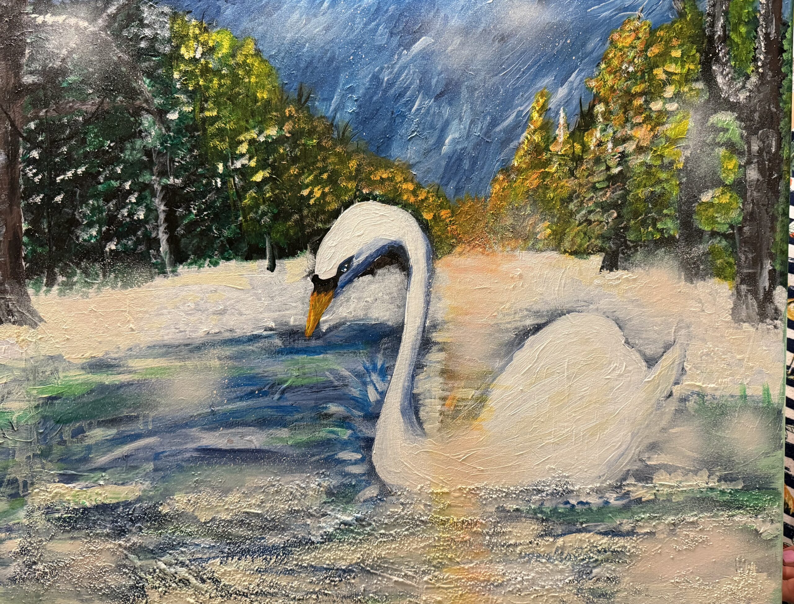 White swan on water set in winter.